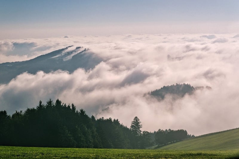 Foggy Forest